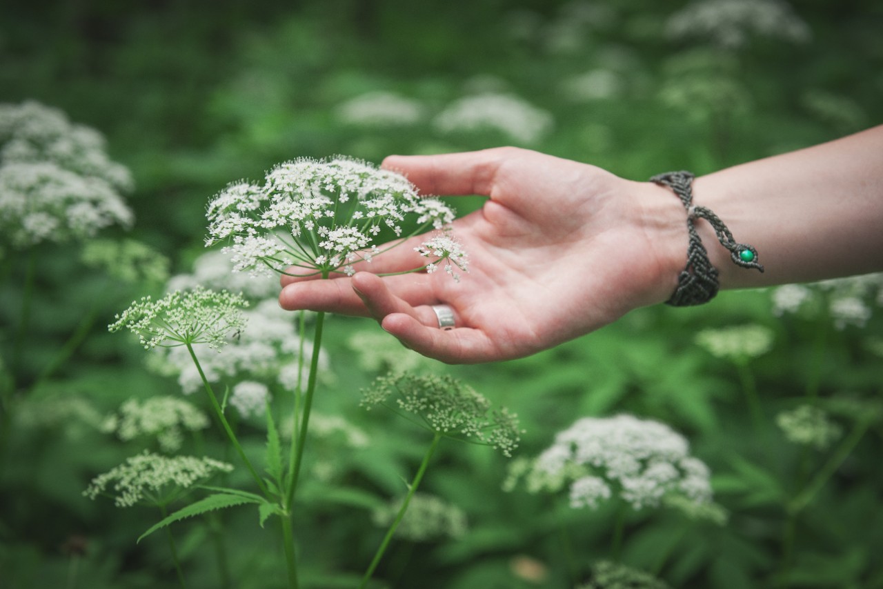 Woman hand touching wild meadow flower outdoor