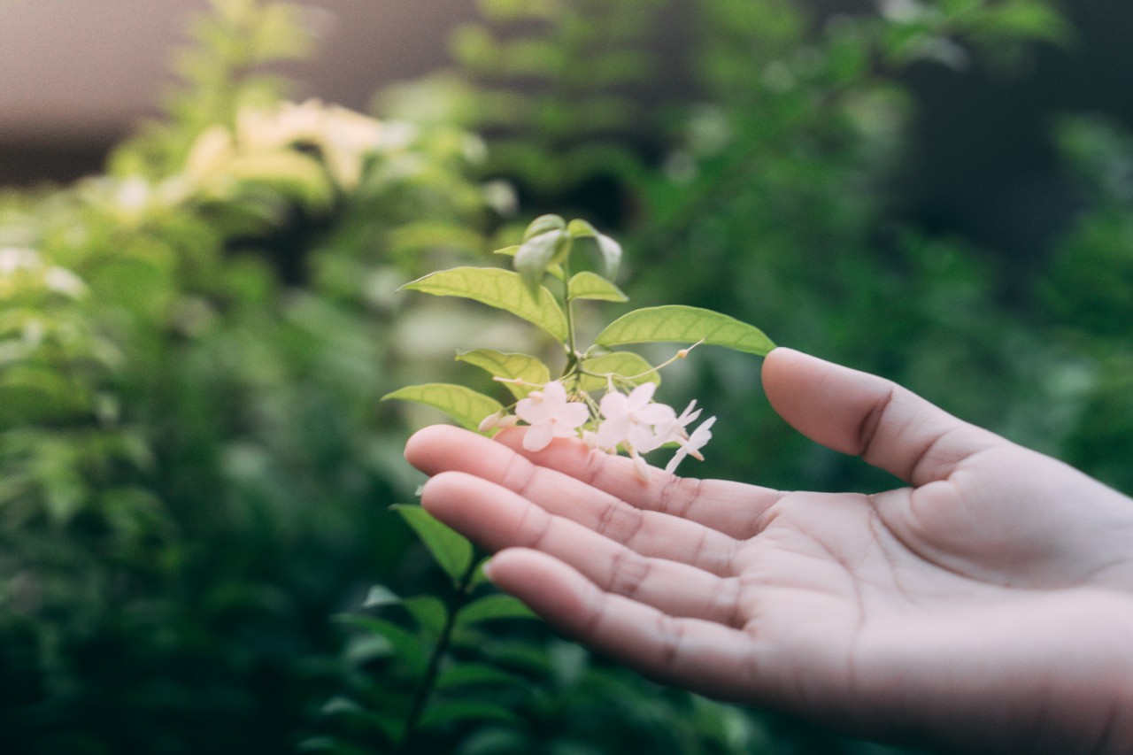 Hand touching green leaf and the white flowers  in the garden